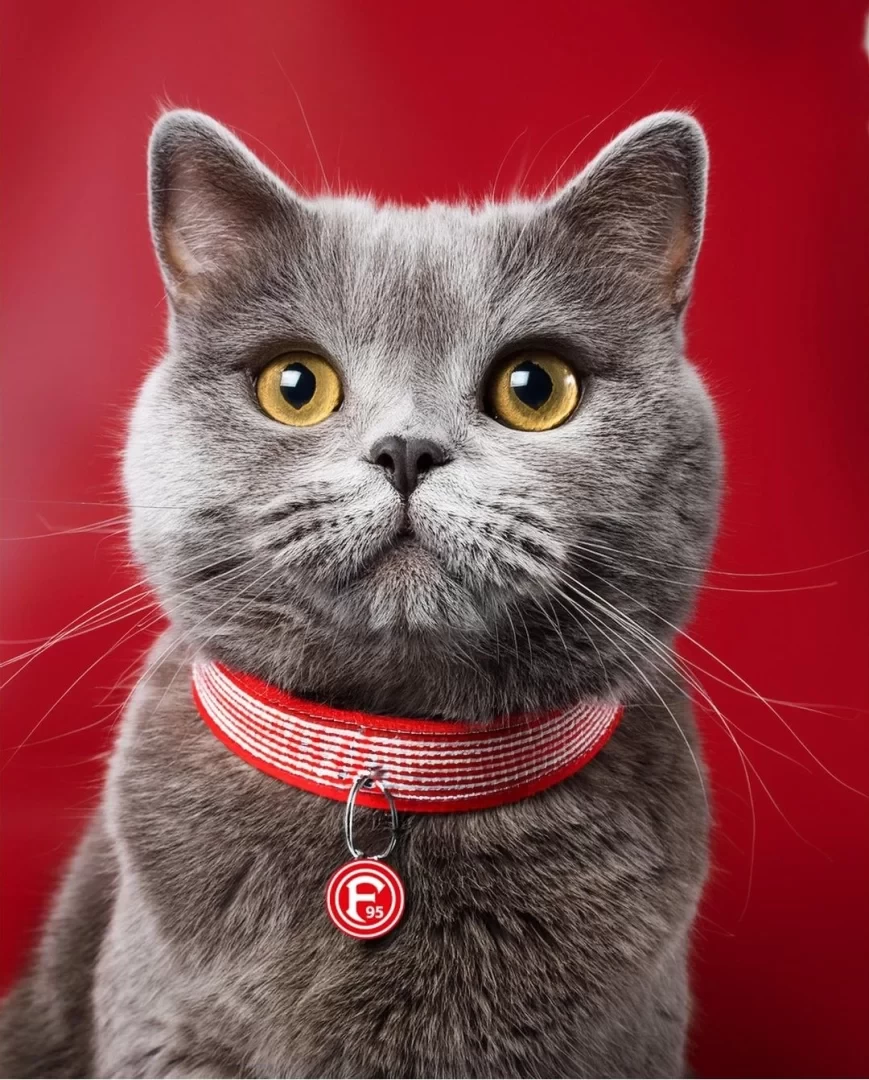 It’s International Cat Day! Let’s appreciate the mascot of Düsseldorf!